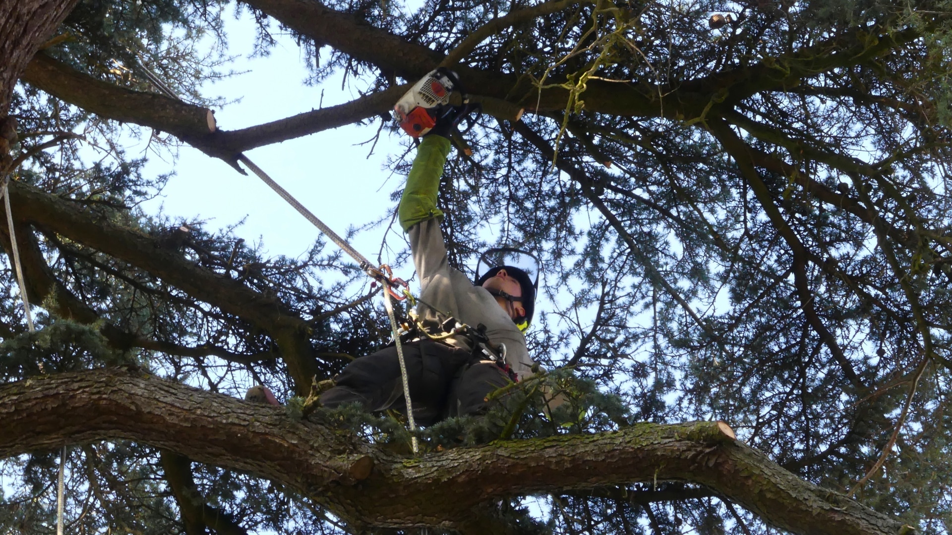 L'élagage des arbres par des grimpeurs-élagueurs professionnels