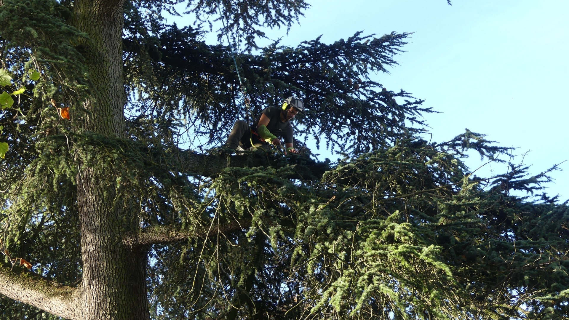 La taille sanitaire des arbres par des élagueurs professionnels dans le Loiret