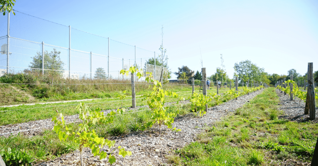 Plantation de vignes dans l'extension du parc des Longues Allées à Saint-Jean-de-Braye aménagée par J.Richard Paysage
