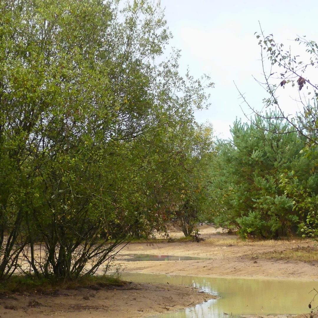 Création de zones humides à Fay-aux-Loges par les paysagistes du Groupe J.Richard
