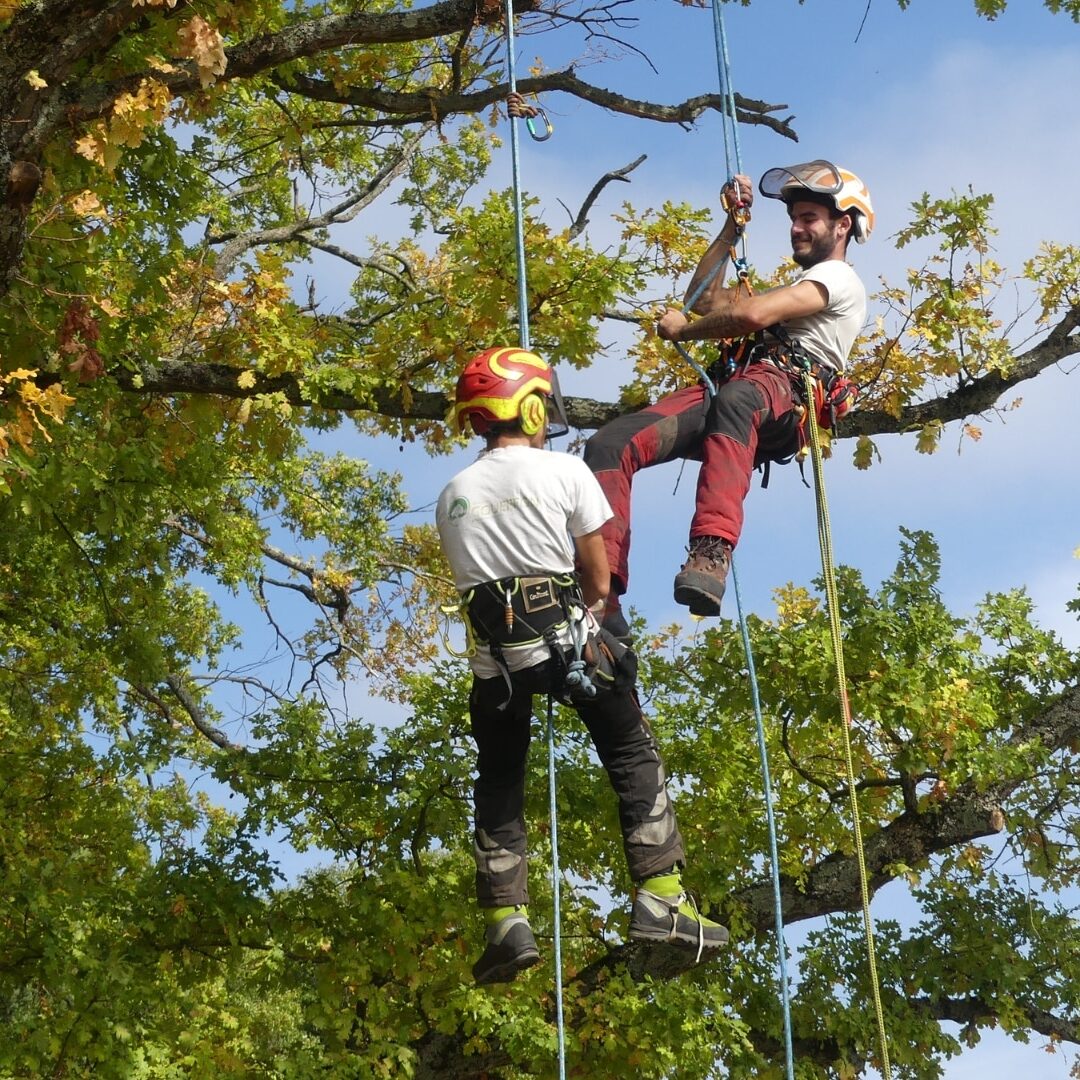 formation-grimpeur-sauveteur-dans-les-arbres-groupe-jrichard