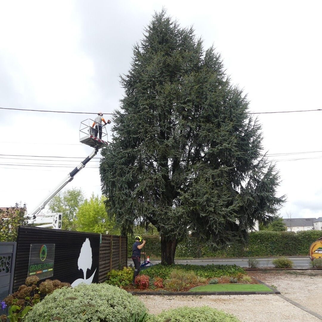 taille-adaptation-arbre-orleans